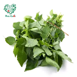 Kinh Giới - Vietnamese Balm Leaves (50g) - RAU CUOI VIET NHAT