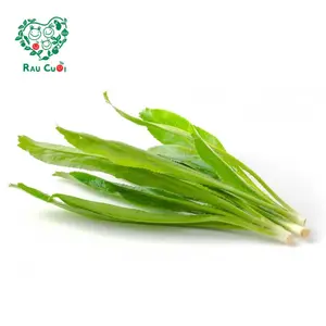 Ngò Gai - Sawtooth Herb (50g) - RAU CUOI VIET NHAT