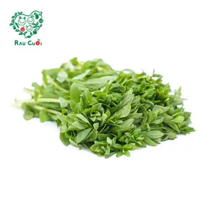 Ngổ Điếc (Ngò Om) - Rice Paddy Herb (50g) - RAU CUOI VIET NHAT
