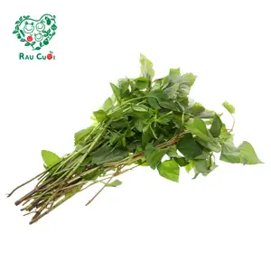Rau Thơm Hỗn Hợp - Mixed Herbs (100g) - RAU CUOI VIET NHAT
