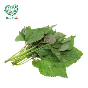 Tía Tô - Perilla Leaves (50g) - RAU CUOI VIET NHAT
