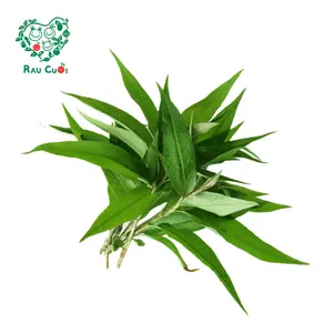 Rau Răm - Laksa Leaf (50g) - RAU CUOI VIET NHAT