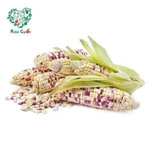 Bắp Nếp Non - White Waxy Corn - RAU CUOI VIET NHAT