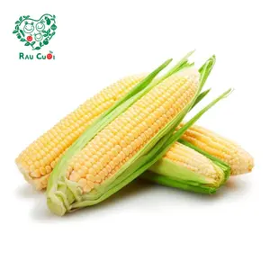 Bắp Ngọt Giống Nhật - Japanese Sweet Corn - RAU CUOI VIET NHAT