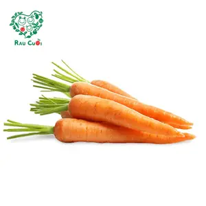 Cà Rốt - Carrots - RAU CUOI VIET NHAT
