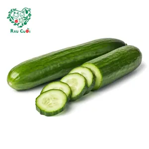 Dưa Leo - Cucumber - RAU CUOI VIET NHAT