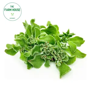 Salad Tuyết - Crystalline Ice Plant (100g) - THE FARM HOUSE