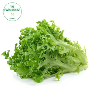 Xà Lách Xoắn Xanh - Green Frisee Lettuce - THE FARM HOUSE