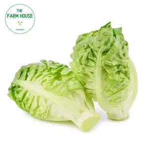 Xà Lách Búp Sucrine Lõi Non VietGAP - Little Gem Lettuce - THE FARM HOUSE