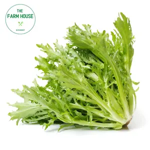 Xà Lách Xoắn Xanh - Green Salanova Frisee Lettuce - THE FARM HOUSE