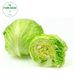 Xà Lách Mỹ - Iceberg Lettuce - THE FARM HOUSE