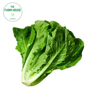 Xà Lách La Mã Xanh - Romaine Lettuce - THE FARM HOUSE