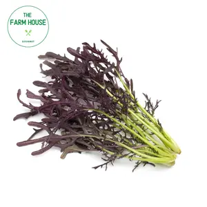 Cải Mù Tạt Mizuna Đỏ - Mizuna Red Streaks Mustard - THE FARM HOUSE