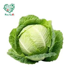 Bắp Sú - White Cabbage - RAU CUOI VIET NHAT
