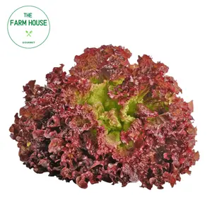 Xà Lách Lo Lo Tím - Lollo Rosso Lettuce - THE FARM HOUSE