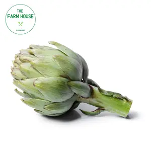 Bông Atiso Úc - Australian Artichoke - THE FARM HOUSE
