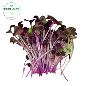 Mầm Củ Cải Đỏ - Red Radish Microgreens (200g) - THE FARM HOUSE