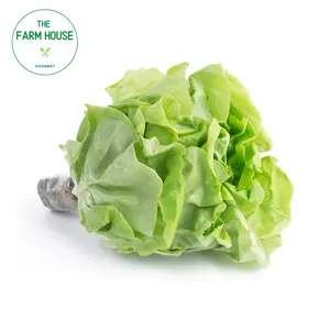 Xà Lách Mỡ - Butterhead Lettuce - THE FARM HOUSE