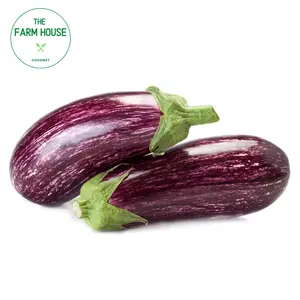 Cà Tím Hà Lan - Holland Eggplant - THE FARM HOUSE
