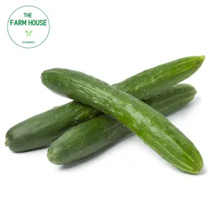 Dưa Leo Nhật - Japanese Cucumber - THE FARM HOUSE