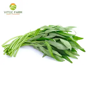 Rau Muống Thủy Canh GlobalGAP - Hydroponic Water Spinach (300g) - VITEC FARM