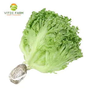 Xà Lách Thủy Tinh Thủy Canh GlobalGAP - Hydroponic Crystal Lettuce (150g) - VITEC FARM