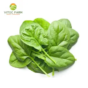 Bó Xôi Baby GlobalGAP - Baby Spinach (250g) - VITEC FARM