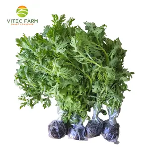 Tần Ô Thủy Canh GlobalGAP - Hydroponic Chrysanthemum Leaves (300g) - VITEC FARM