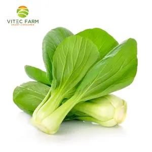 Cải Thìa Baby GlobalGAP - Baby Bok Choy (250g) - VITEC FARM