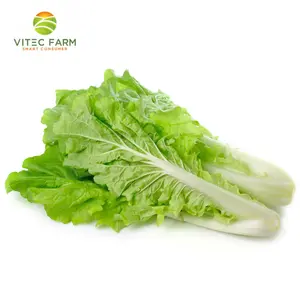 Cải Dún Baby GlobalGAP - Baby Dun Cabbage (250g) - VITEC FARM
