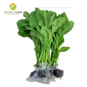 Xà Lách Rocket Thủy Canh GlobalGAP - Hydroponic Rocket / Arugula (120g) - VITEC FARM