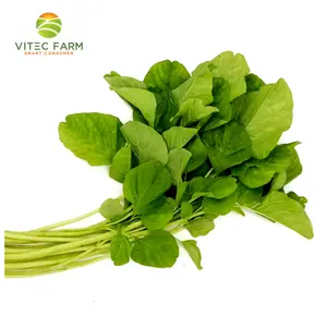 Rau Dền Baby GlobalGAP - Baby Amaranth (250g) - VITEC FARM