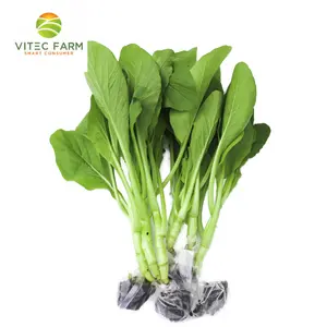 Cải Ngồng Thủy Canh GlobalGAP - Hydroponic Choy Sum (300g) - VITEC FARM