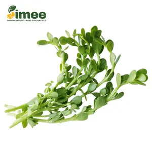 Rau Đắng VietGAP - Brahmi / Bacopa Monnieri (250g) - SIMEE