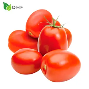 Cà Chua Roma - Roma Tomato - DHF