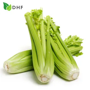 Cần Tây Cọng Loại 1 - Celery Stalks Grade 1 - DHF