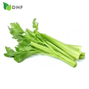 Cần Tây Cọng Ép Nước - Celery Stalks for Juice - DHF