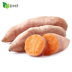 Khoai Lang Mật Nghệ Giống Thái - Thai Honey Sweet Potato - DHF