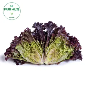 Xà Lách Thuỷ Tinh Đỏ - Red Crystal Lettuce - THE FARM HOUSE
