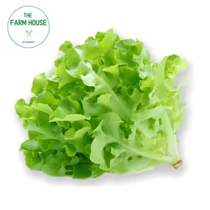 Xà Lách Oakleaf Xanh - Green Oak Lettuce - THE FARM HOUSE