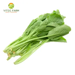 Cải Ngọt Baby GlobalGAP - Baby Brassica Integrifolia (250g) - VITEC FARM