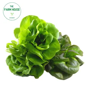 Xà Lách Mỡ Salanova Xanh/Đỏ Lá Nhỏ - Baby Green/Red Butterhead Lettuce - THE FARM HOUSE