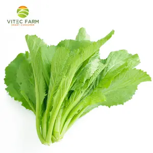 Cải Xanh Baby GlobalGAP - Baby Mustard Greens (250g) - VITEC FARM