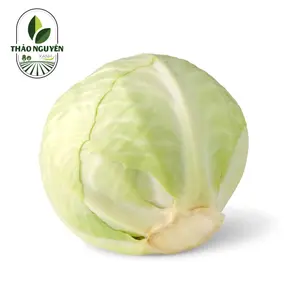 Bắp Cải Trắng - White Cabbage - THAO NGUYEN XANH
