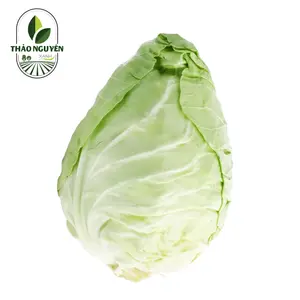 Bắp Cải Trái Tim - Pointed White Cabbage - THAO NGUYEN XANH