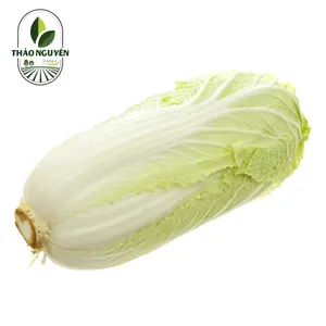 Bắp Cải Thảo - Napa Cabbage - THAO NGUYEN XANH