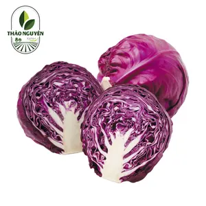 Bắp Cải Tím - Purple Cabbage - THAO NGUYEN XANH