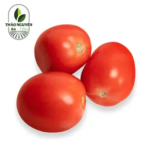 Cà Chua Ana - Anna Russian Tomato - THAO NGUYEN XANH