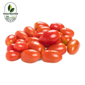 Cà Chua Bi - Cherry Tomato - THAO NGUYEN XANH