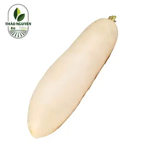 Củ Cải Trắng - White Icicle Radish - THAO NGUYEN XANH